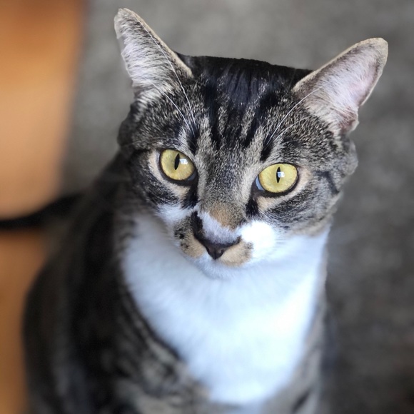 Meet your Posher, Diane - Picture 1 of 1